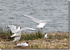 Middleton Lakes
