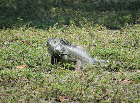 Common Green Iguana - Topeekeegee Yugnee Country Park, Florida