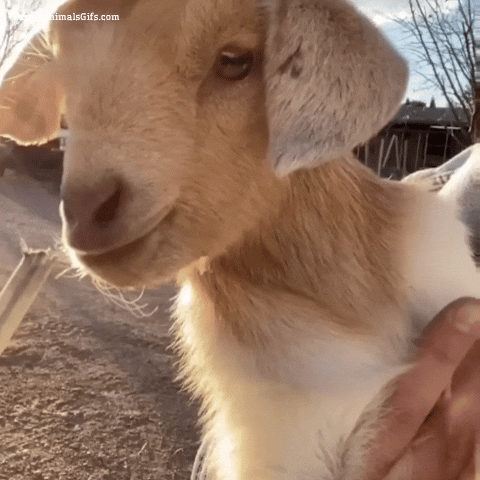 Funny Goat animated GIFs