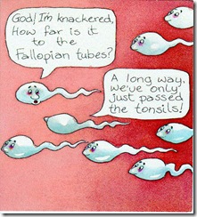 sperm