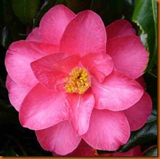 camelia