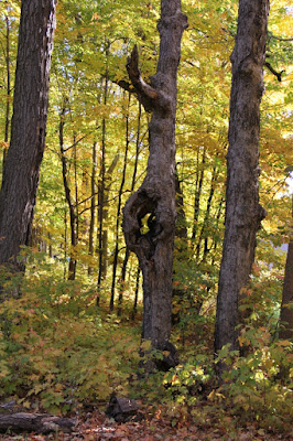 is there a word for this deformed tree trunk we found at North Woods Center?