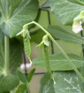 Two peas on our plant