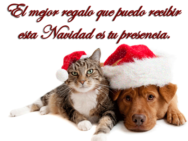 Frases de animales en Navidad Imágenes de animales en  - animales navidad imagenes
