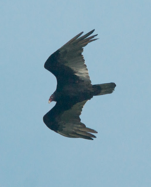 Turkey Vulture (Cathartes aura)