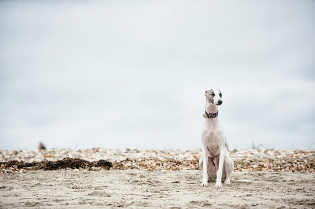 Sighthound & whippet pet portrait shoot at West Witterings Beach, Sussex