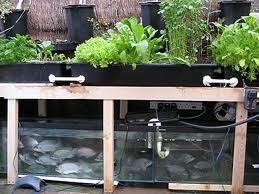 Aquaponic Systems Do It Yourself