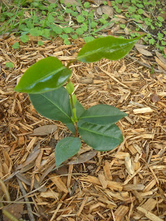 Transplanted camellia seedling