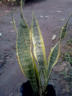 Jual pohon sansevieria atau lidah mertua