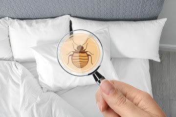 bed-bug-control-services
