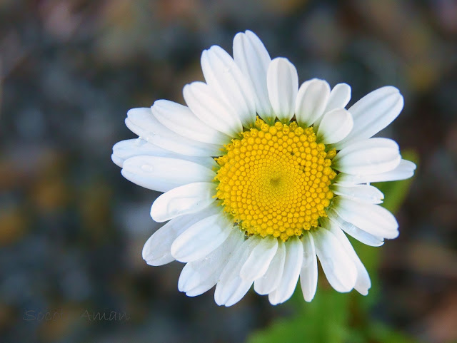 Mauranthemum paludosum