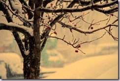 DSC_8332---
