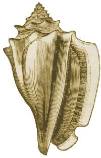 48D: CONCH