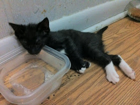 funny cat pictures, kitten falls asleep while drinking