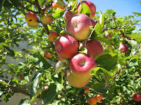 Apple Tree