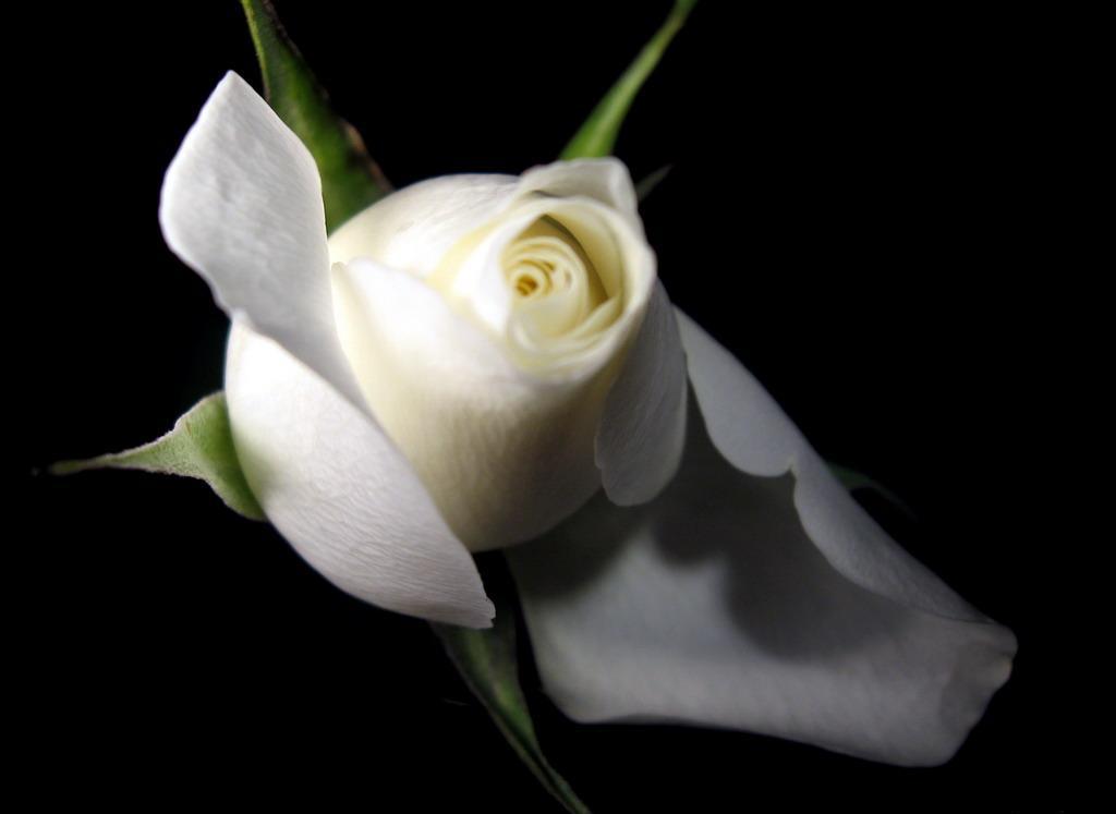 single white rose wallpaper. White Rose HD photos flowers