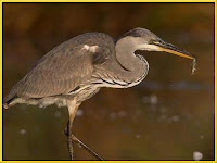 Heron Ardeidae Pictures