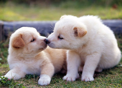 Sweet Puppies Kissing