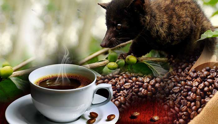 Kopi Luwak