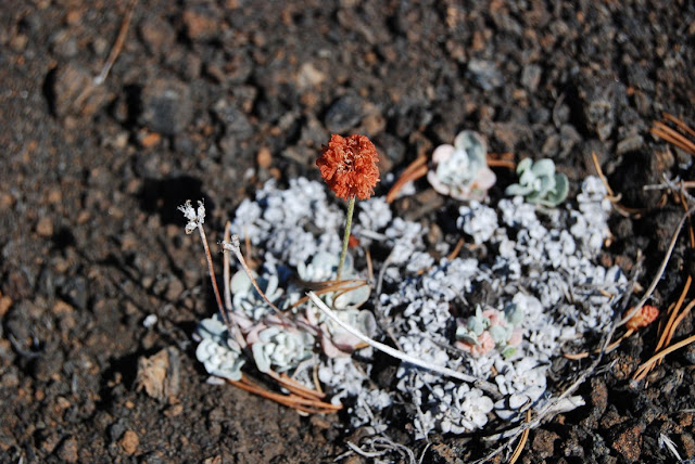 Eriogonum ovalifolium