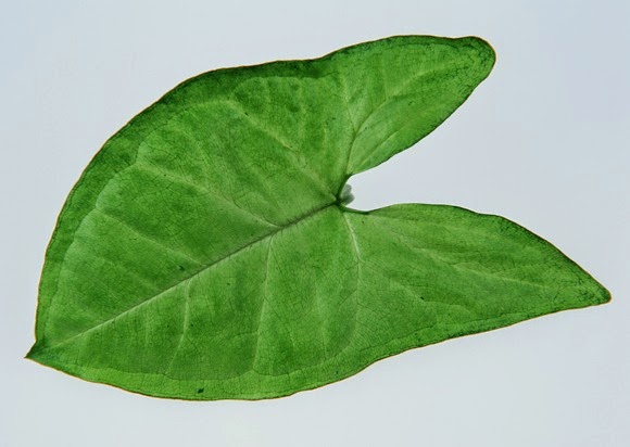Stock Photo Gambar Daun