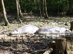 2007.08.09-031 hippopotames nains
