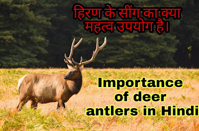 हिरण के सींग का क्या महत्व है, Importance of deer information antlers in Hindi