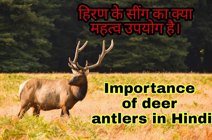 हिरण के सींग का क्या महत्व उपयोग है | Importance of deer antlers in Hindi