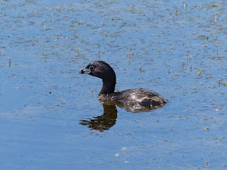 Podilymbus podiceps - Grèbe à bec bigarré - Grèbe à gros bec - Grèbe à bec cerclé 