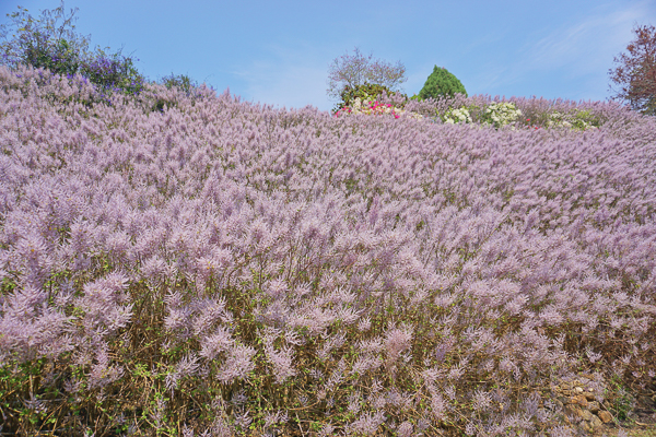 南投中寮粉紅山丘麝香木，瑰蜜甜心玫瑰園3千坪麝香木花海好夢幻