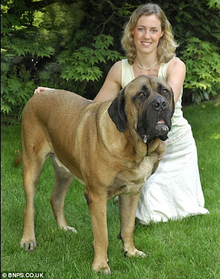 Bull Mastiff