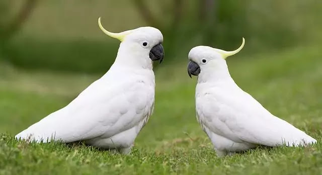Top 10 favorite pet birds all over the world