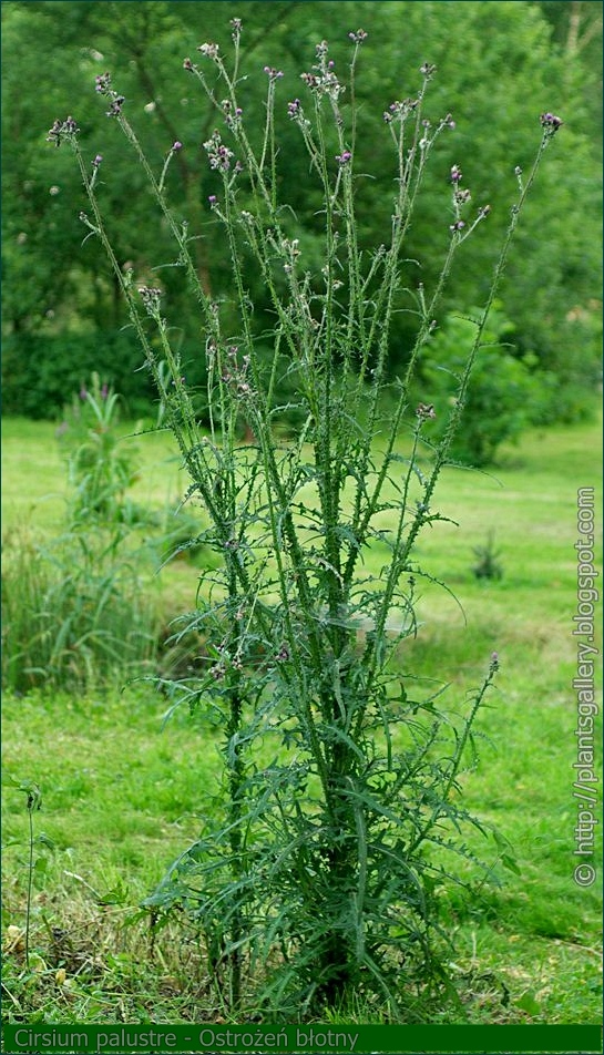 Cirsium palustre - Ostrożeń błotny pokrój