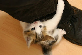 funny cat pictures, kitten hugs leg