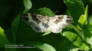 Epirrhoe alternata DSC54742