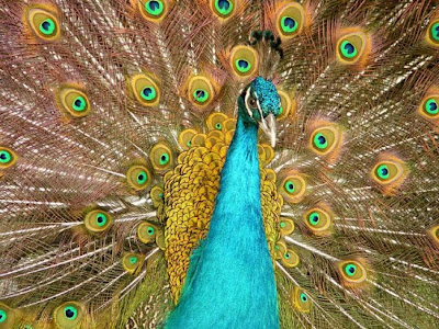 Peacock pictures