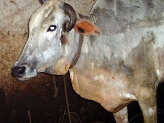 Julie the cow following surgery