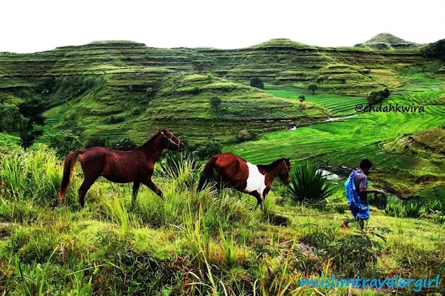 Bukit-warinding-di-sumba-timur