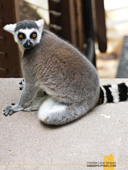 Currumbin Wildife Sanctuary Lost Valley Lemur Australia