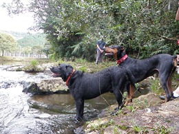 Dogs Trekking 4 (157)