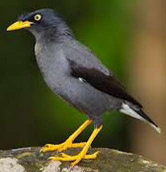 foto burung jalak mata putih}