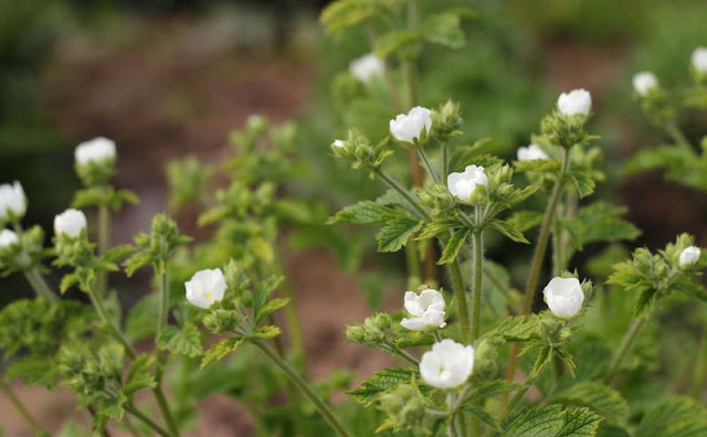 Potentilla Rupestris