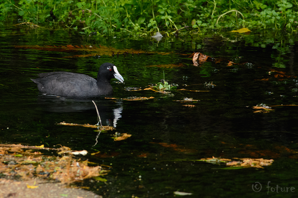 Austraalia lauk, Fulica atra australis, Australian coot