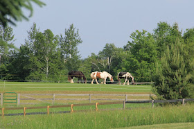 neighbor's horses (not the ones at the driveway this morning) in Summer