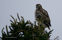 Red-tailed hawk in the winter – North Rustico, PEI – Jan. 6, 2017 – by Matt Beardsley