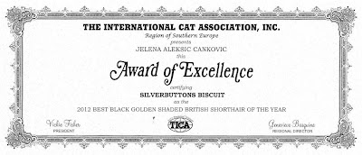 TICA Award of Excellence for the best black golden shaded British shorthair of the year 2012