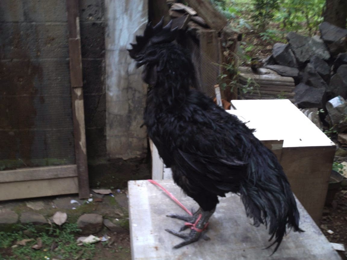 Jual Ayam Cemani Jogja