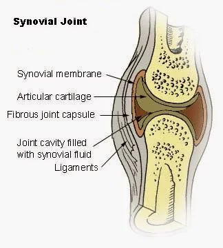 synovial_joint