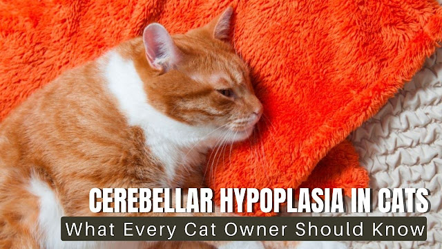 Cerebellar Hypoplasia in Cats