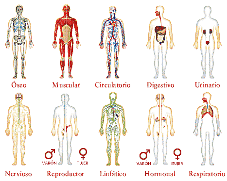 partes del cuerpo humano. del cuerpo humano.